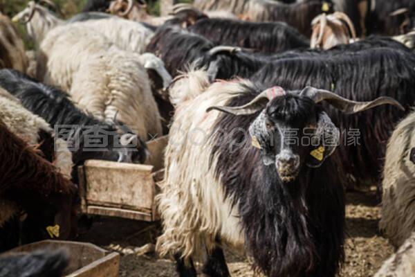 动物市场上的山羊和绵羊