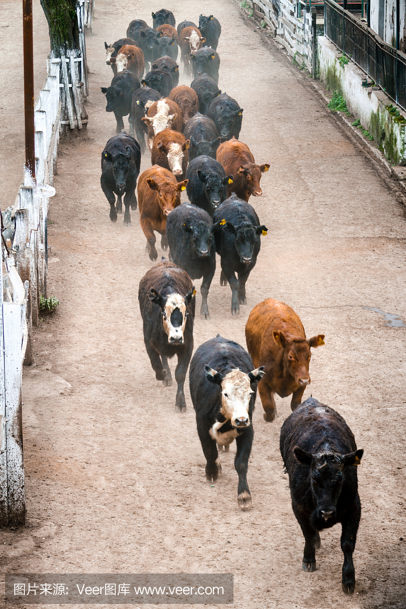 在阿根廷的Liniers市场上,牛群被赶到屠宰场
